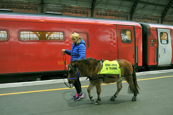 英国首匹导盲马在火车站训练乘坐火车