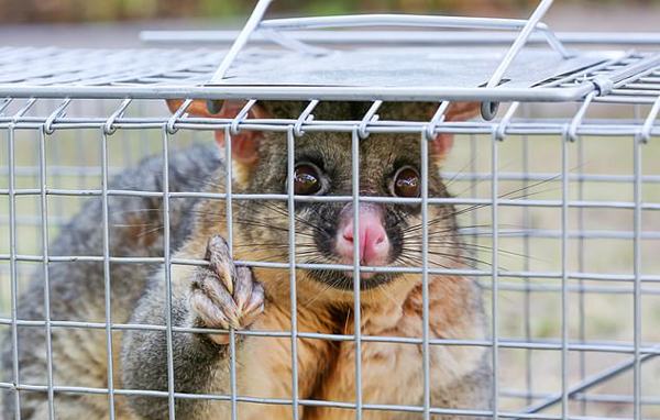 美三人建“动物园” 私自豢养动物遭逮捕