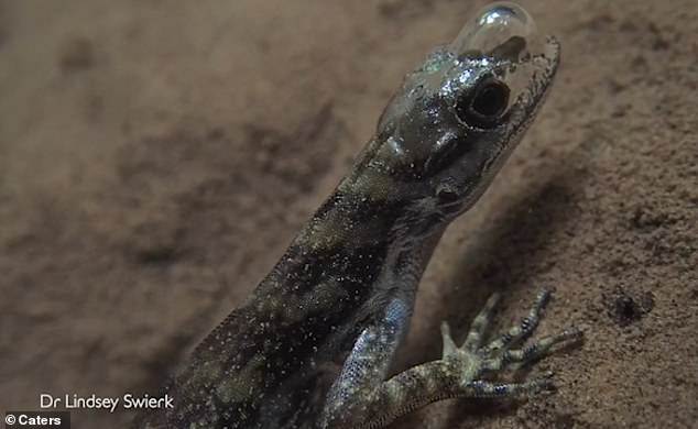 奇妙！科学家揭秘蜥蜴如何在水下呼吸