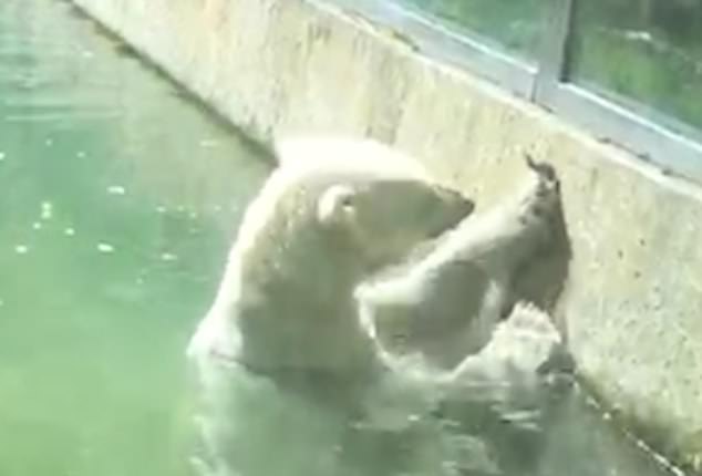 德动物园北极熊试图救活“盘中餐”小鸟引游客围观