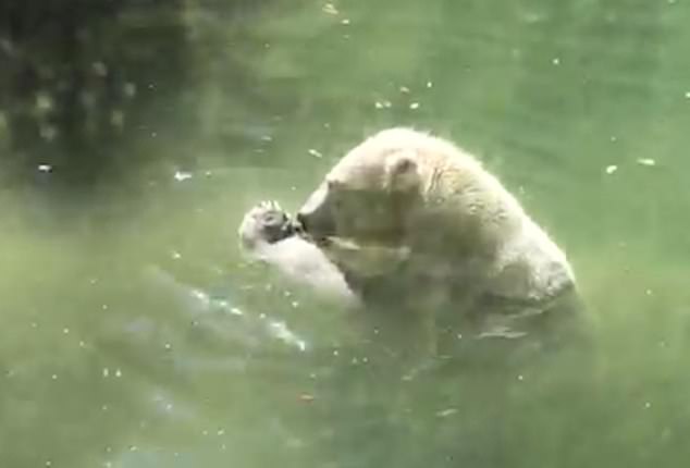 德动物园北极熊试图救活“盘中餐”小鸟引游客围观
