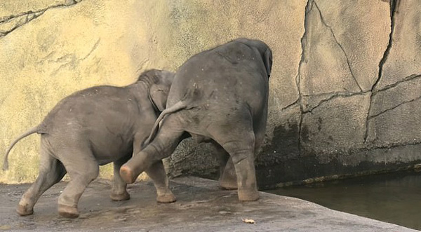悠着点！德动物园一调皮小象试图将哥哥推进水池