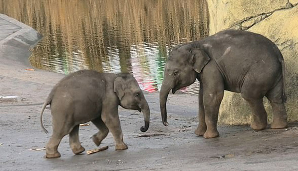悠着点！德动物园一调皮小象试图将哥哥推进水池