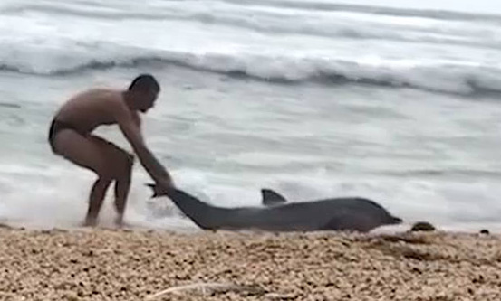 心碎！南非男子多次涉险拯救搁浅海豚结果功亏一篑