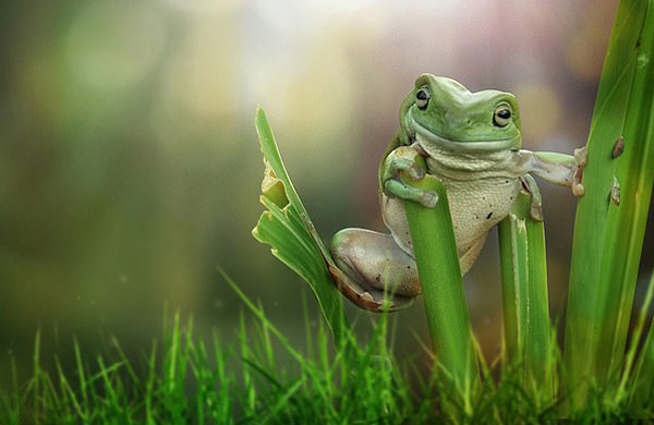 印尼一青蛙头两侧均爬着蜗牛似戴“耳机”