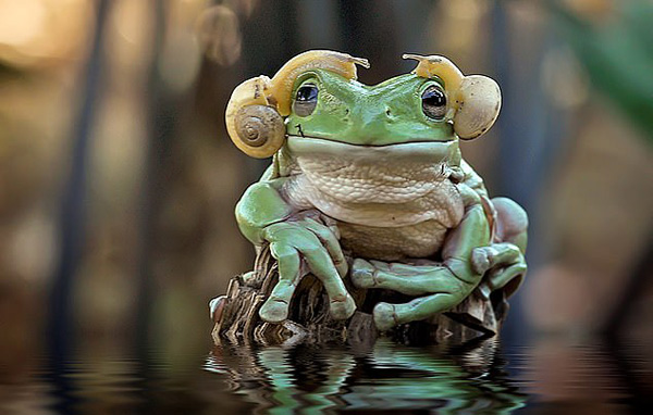 印尼一青蛙头两侧均爬着蜗牛似戴“耳机”