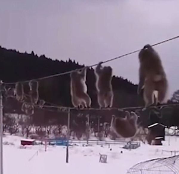 日本猕猴群为取暖集体高空走电线