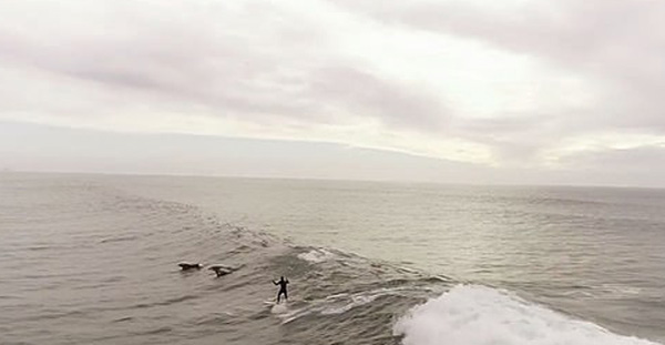 千载难逢！美西海岸冲浪者获海豚“保驾护航”