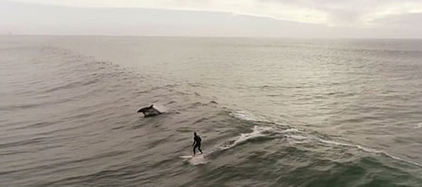 千载难逢！美西海岸冲浪者获海豚“保驾护航”