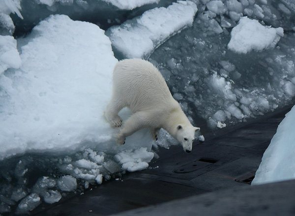 俄潜艇浮出海面倾倒垃圾偶遇北极熊攀爬觅食