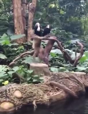 实力上镜！马来西亚一幼猴向游客大秀后空翻跟斗