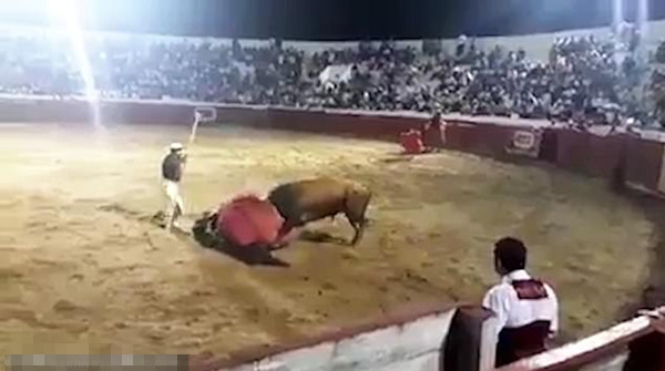 公牛发狂顶伤斗牛士胯下骏马并伤及四人被射杀