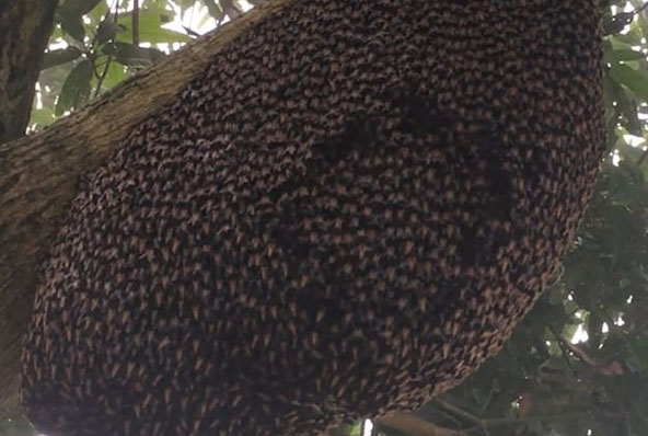 精彩！越南巨型蜂巢蜜蜂集体表演“蜂浪”驱赶捕食者