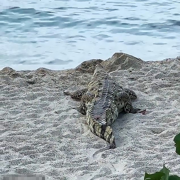大鳄鱼惊现哥伦比亚海滩 众游客无奈惊恐逃散