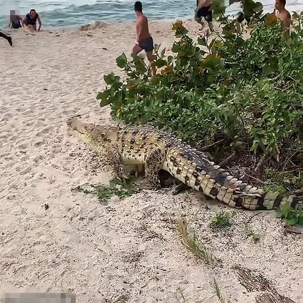 大鳄鱼惊现哥伦比亚海滩 众游客无奈惊恐逃散