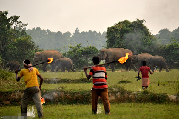 令人心碎！印村民扔火球驱赶闯入村庄大象