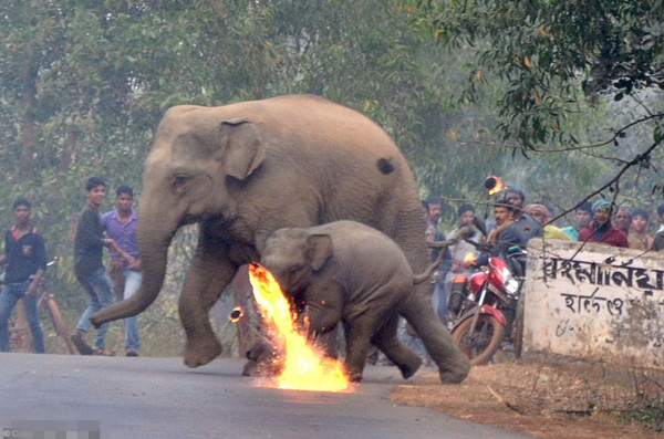 令人心碎！印村民扔火球驱赶闯入村庄大象