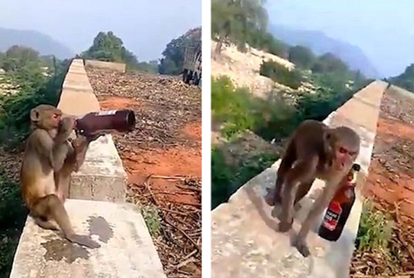 笑喷！印度一猴子抢游客啤酒上墙独自畅饮