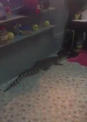 马来西亚一女子带鳄鱼回家只为自拍