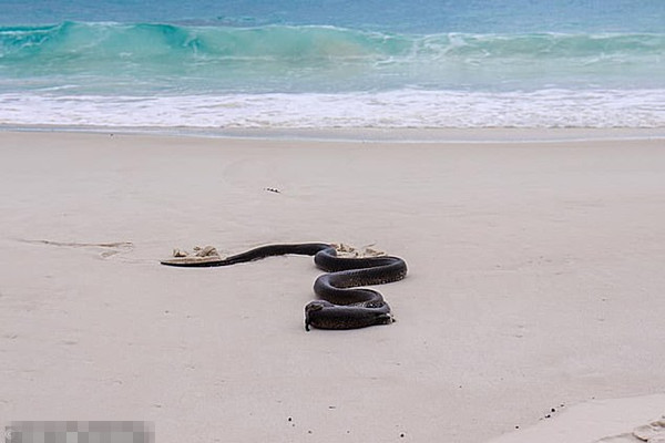 快跑！澳海滩惊现毒蛇吞食巨蜥悚人场面