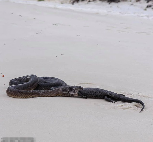 快跑！澳海滩惊现毒蛇吞食巨蜥悚人场面