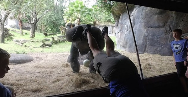 神同步！美动物园一大猩猩完美模仿饲养员倒立