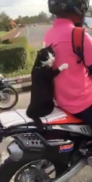 萌化了！摩托车后座猫咪紧抓主人上衣耐心等待红灯