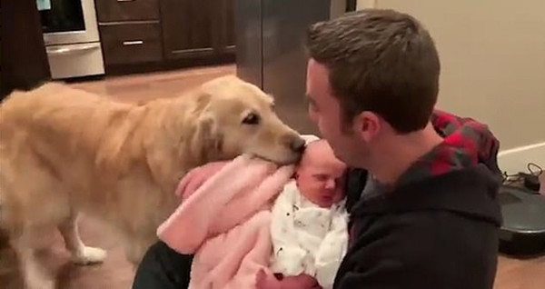 超有爱！美金毛初见小主人舔其脸颊围着撒欢