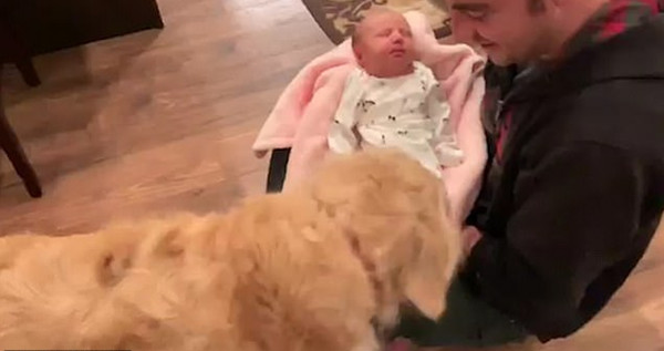 超有爱！美金毛初见小主人舔其脸颊围着撒欢