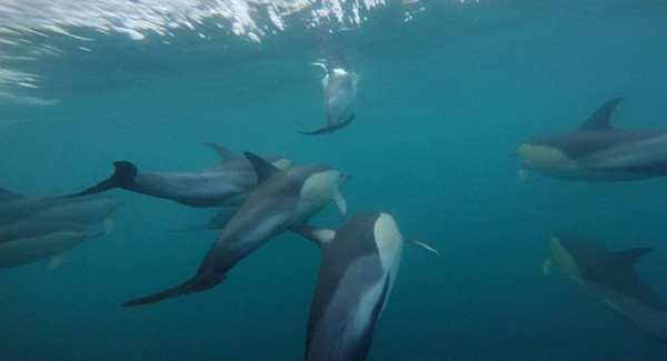 英船长浅海遇海豚群 巧用防水相机记录美妙身姿