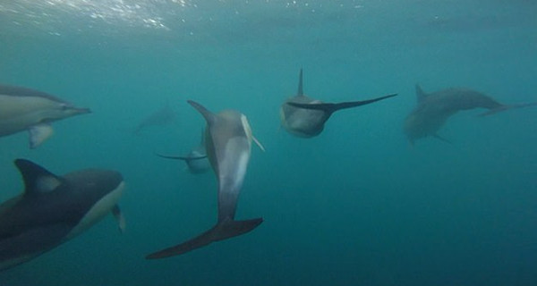 英船长浅海遇海豚群 巧用防水相机记录美妙身姿