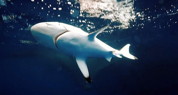 印尼大胆潜水员为救鲨鱼从鲨鱼嘴中取下鱼钩