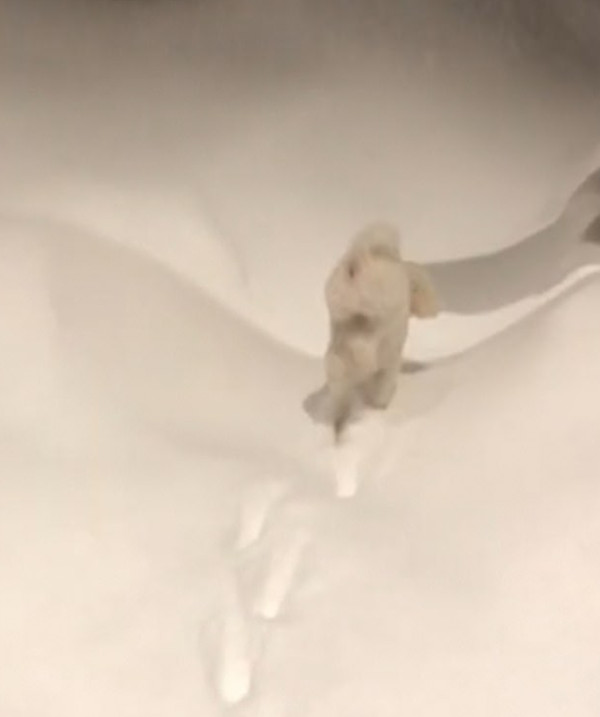 加小狗去雪地撒尿 为避寒抬起后腿倒立走路