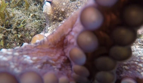 地中海好奇章鱼遇潜水员拍照伸触手裹住摄像头