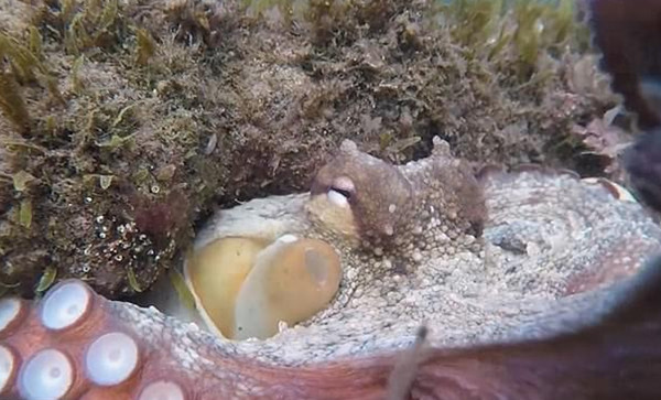 地中海好奇章鱼遇潜水员拍照伸触手裹住摄像头