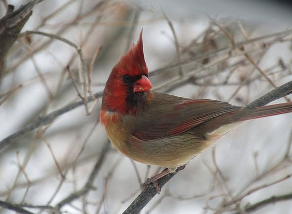 美鸟类观察者发现雌雄同体主红雀 体毛会变色