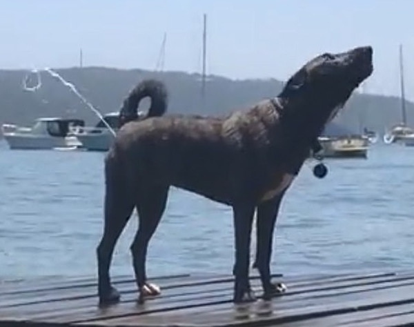 澳大利亚一狗狗游泳后甩干似发射水枪走红网络