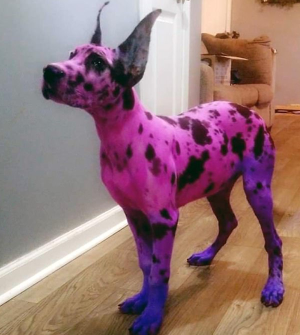 美女子将自家狗狗染色只为让其显得更易接近