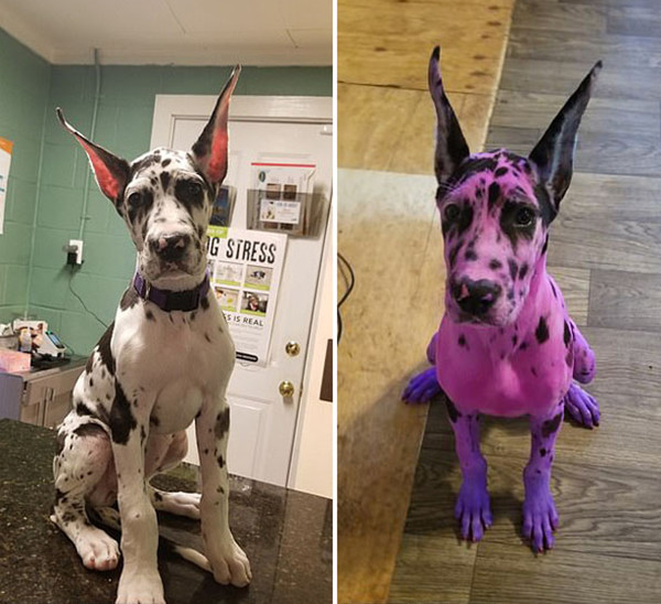 美女子将自家狗狗染色只为让其显得更易接近