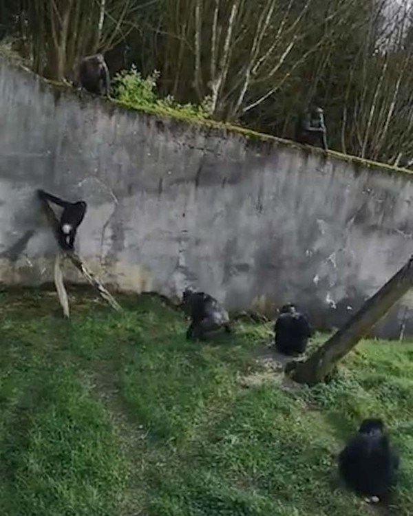 英动物园黑猩猩巧借树枝逃跑