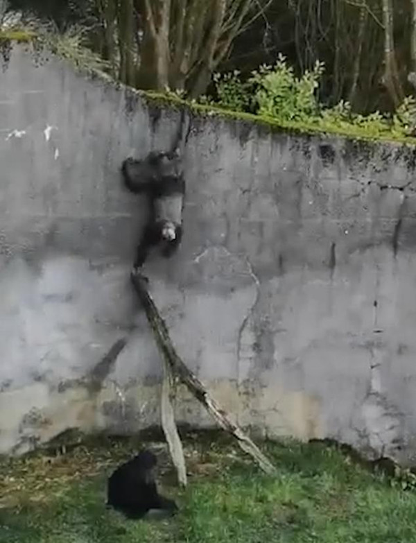 英动物园黑猩猩巧借树枝逃跑