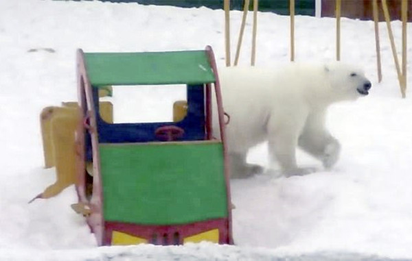 俄新地岛遭北极熊入侵 人类不敢外出