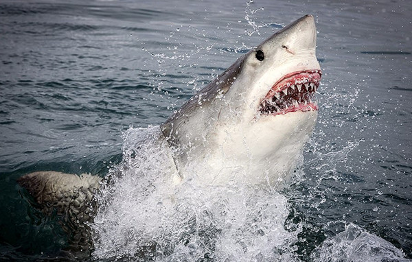 美摄影师近距离抓拍大白鲨 展现血盆大口锋利牙齿