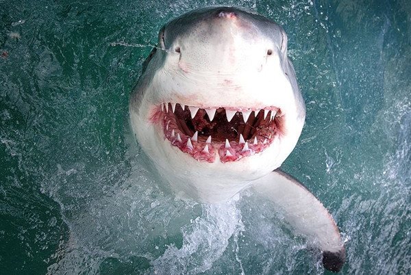 美摄影师近距离抓拍大白鲨 展现血盆大口锋利牙齿