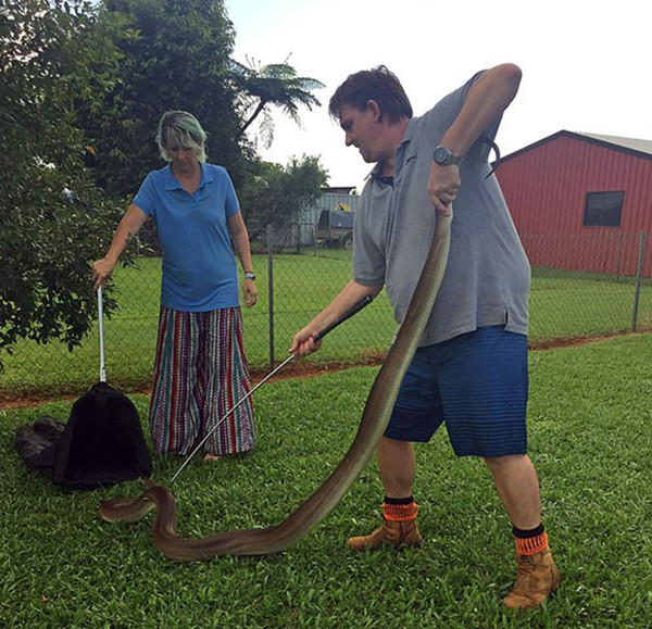 澳大利亚4米巨蟒潜入居民后院吞食袋鼠