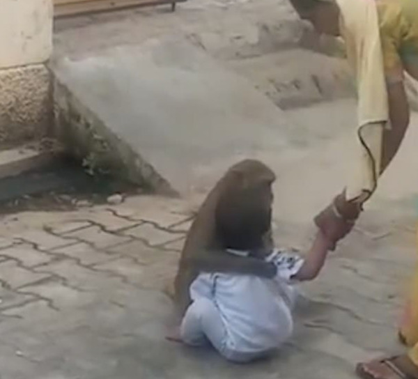 印度一只猴子绑架两岁儿童当玩伴 拒绝放手