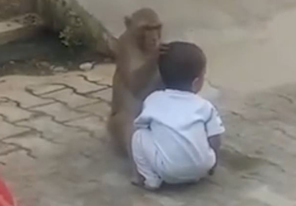 印度一只猴子绑架两岁儿童当玩伴 拒绝放手