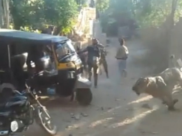 狮子闯进印度一村庄 村民们惊慌逃离