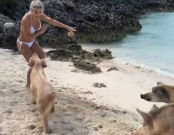 健身模特巴哈马度假遭猪群追赶 臀部被咬伤