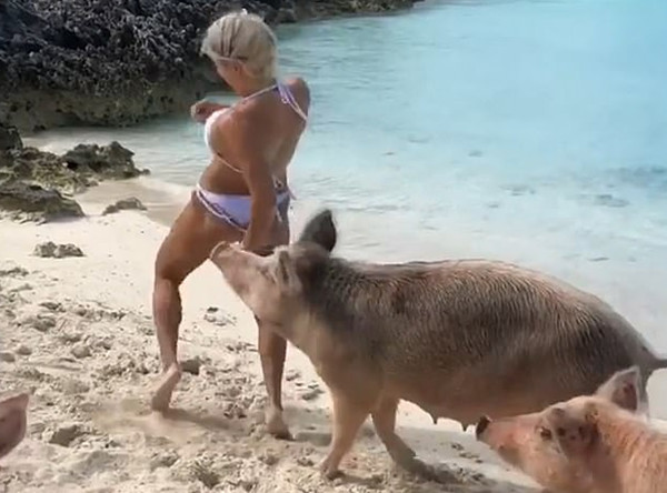 健身模特巴哈马度假遭猪群追赶 臀部被咬伤